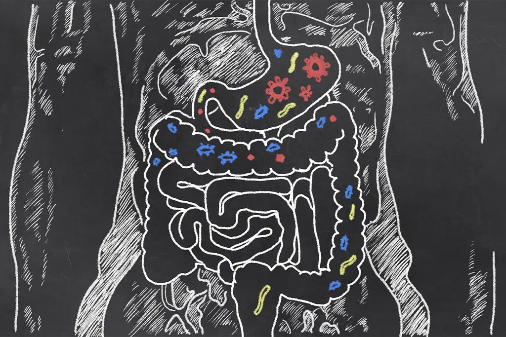 What Is Gut Health? How Does It Impact My Life?